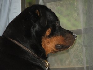 My writing companion watching chickens