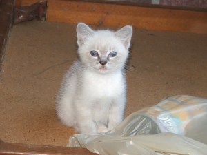 Zim when he was first found as a drop off in the woods.