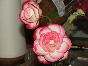 More rose than thorn