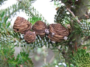 Silverback Fir Cones