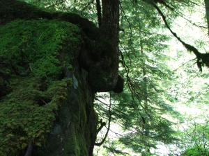 Tree growing with granite