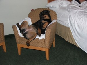 No dog dossier needed for this character (in our hotel room)