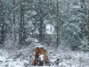 Once there was a writer in a cabin.