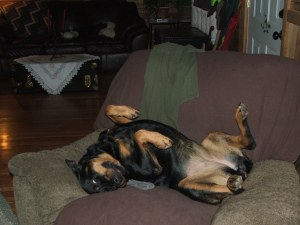 Vala - the carpet-peeing slob