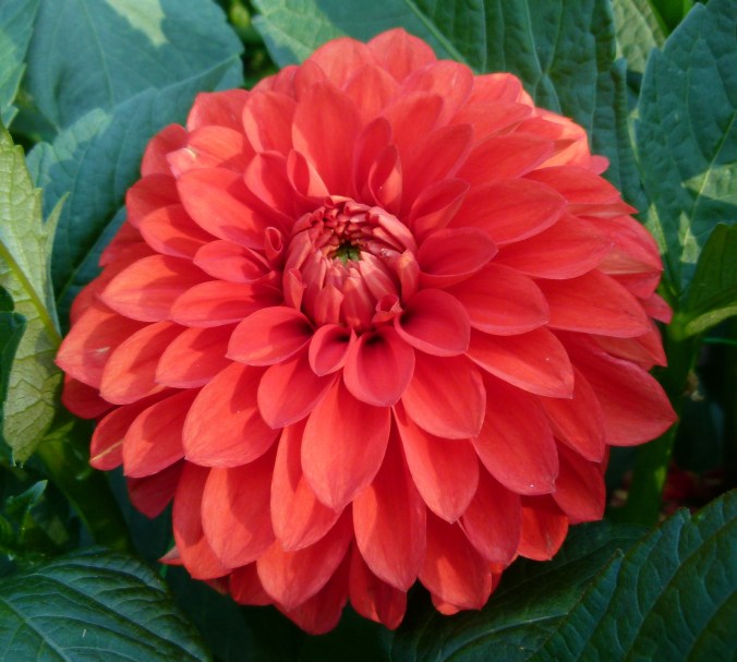 Dahlia_concours_international_2012_Parc_Floral_3