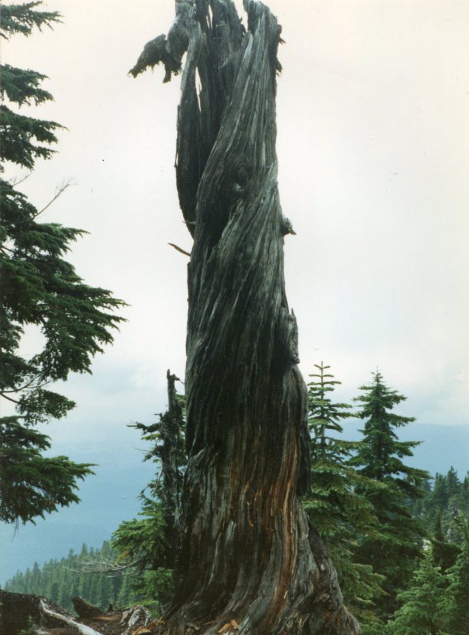 tree on Mt Pilchuck