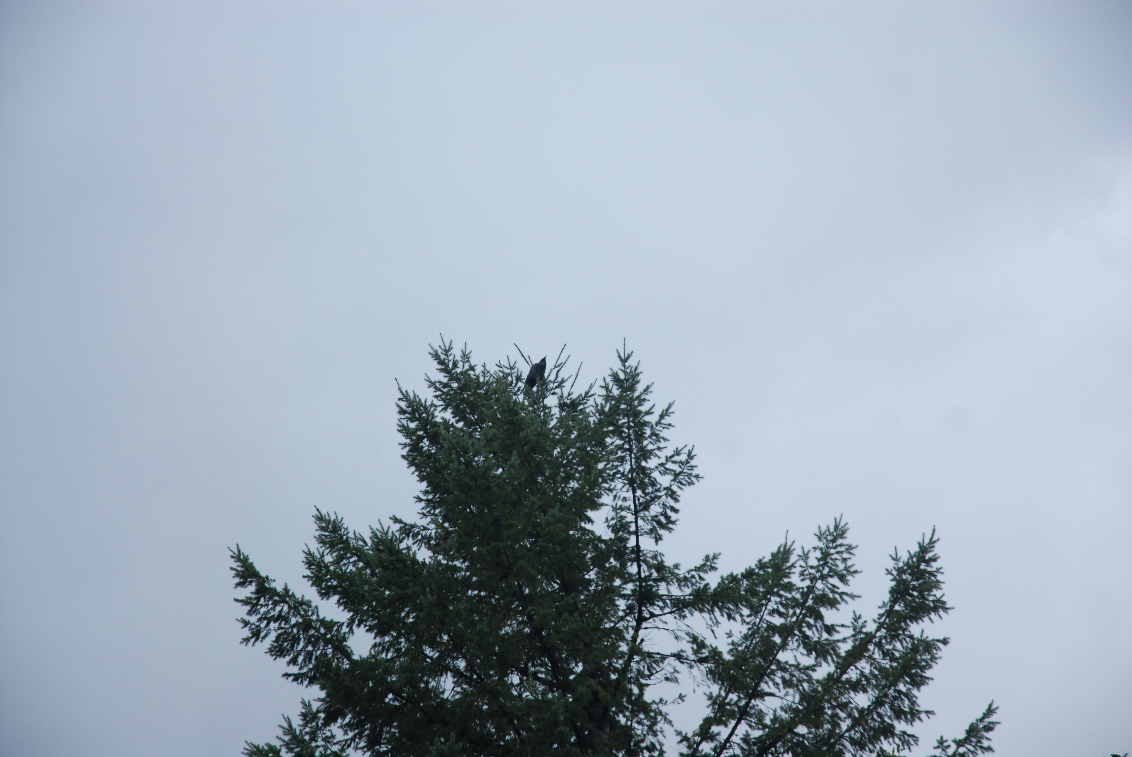 DSC_0062