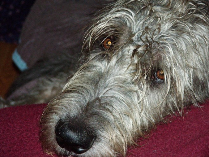 cady ridge and strider 005