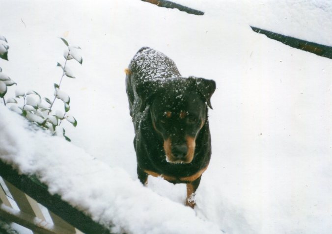 Hitler caught outside fence
